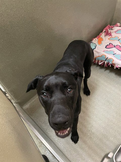 Photo of Marcel, adoptable Labrador Retriever in Lee's Summit, Missouri