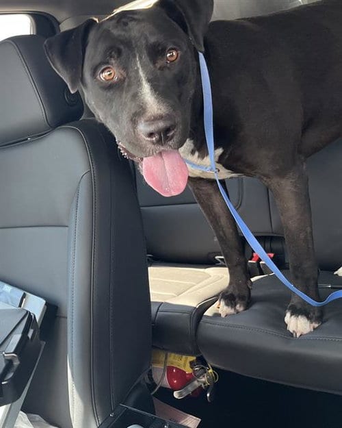 Photo of Junior, adoptable American Staffordshire Terrier in Grand Prairie, Texas