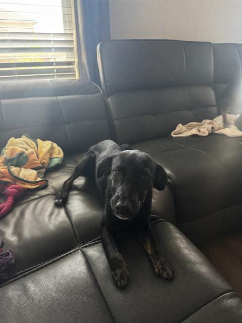 Photo of Nova, adoptable Labrador Retriever in San Antonio, Texas