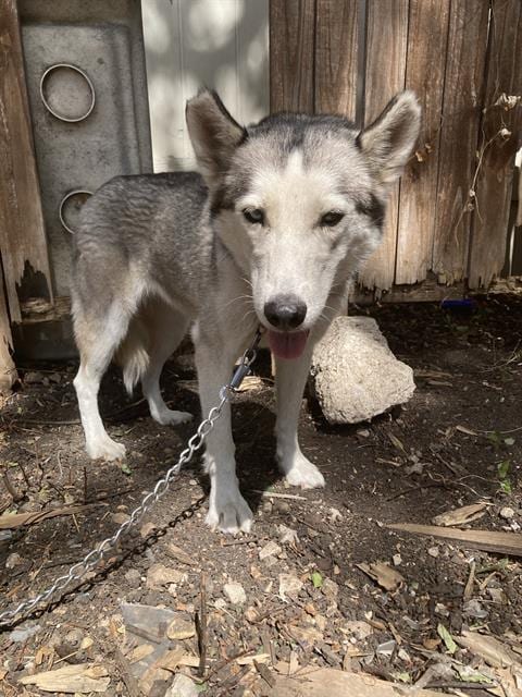 Photo of Miracle, adoptable Husky in Dallas, Texas