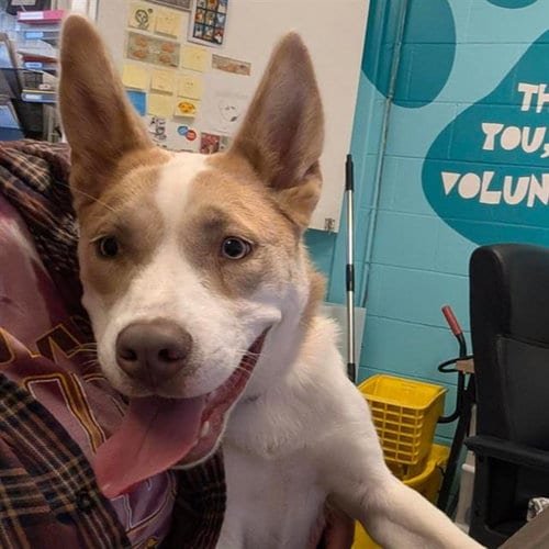 Photo of Iris, adoptable Husky in Alameda, California