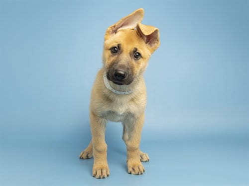 Photo of Flower, adoptable German Shepherd Dog in Phoenix, Arizona