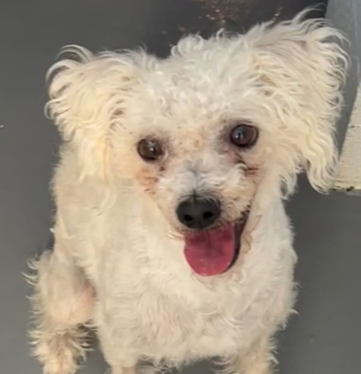 Photo of Sprite, adoptable Poodle (Miniature) in Newport Beach, California