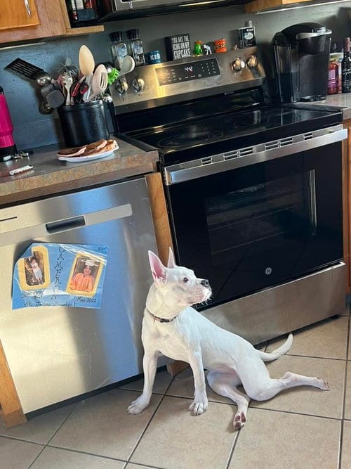 Photo of Piglet, adoptable Pit Bull Terrier in Uwchlan, Pennsylvania