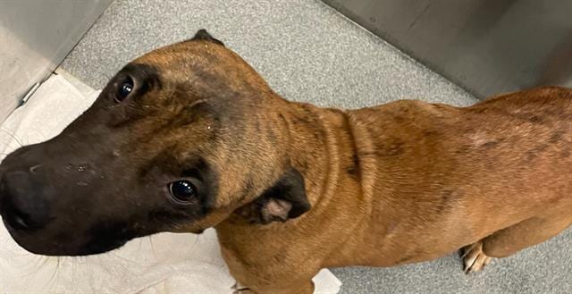Photo of Maya, adoptable Mixed Breed