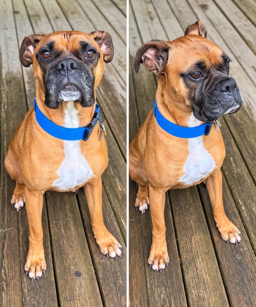 Photo of Hank**looking for foster or adopter, adoptable Boxer in Crystal, Minnesota