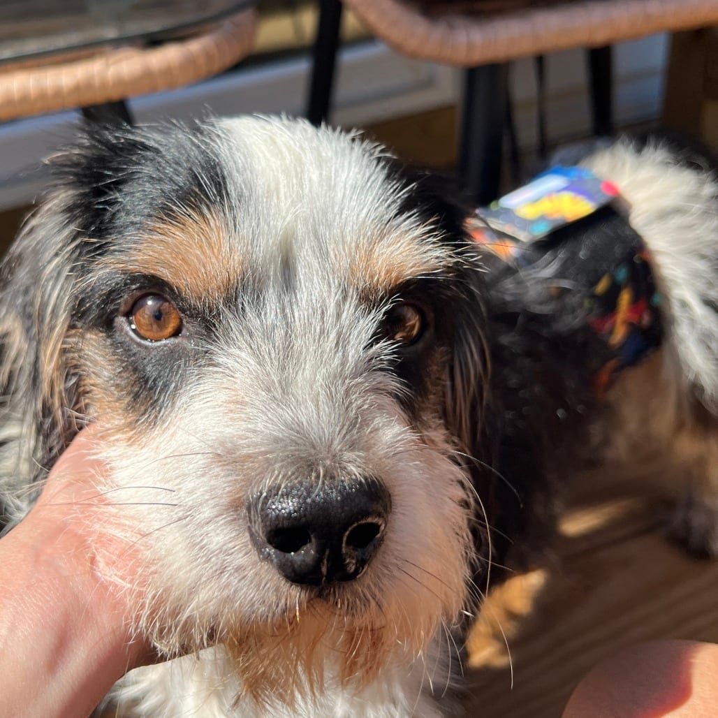 Photo of Scrappy, adoptable Dachshund, Miniature Wire Haired / Terrier in Raleigh area, North Carolina