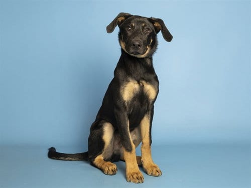 Photo of Simba, adoptable German Shepherd Dog in Phoenix, Arizona