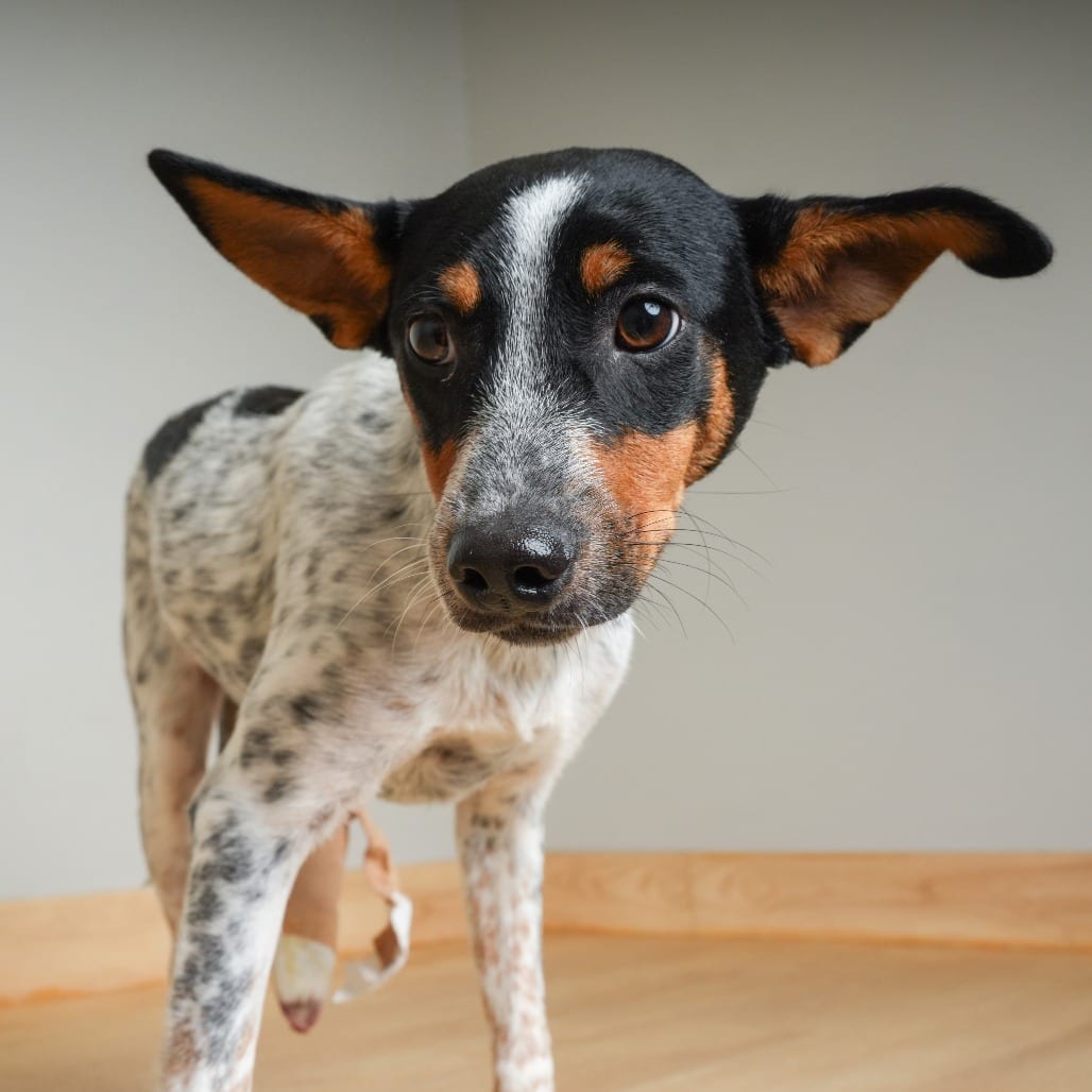 Photo of Parker *Tripod* D71552, adoptable Terrier, Rat / Cattle Dog, Australian (Blue Heeler) in Minnesota, Minnesota