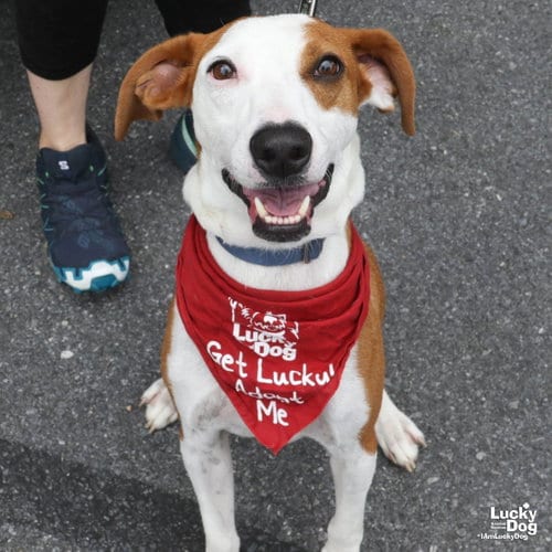Photo of Randy, adoptable Pointer in Washington, District of Columbia