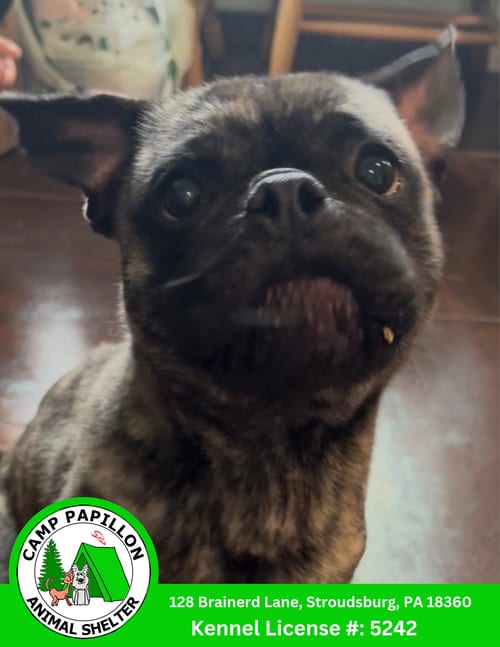 Photo of Apollo, adoptable Pug in Stroudsburg, Pennsylvania