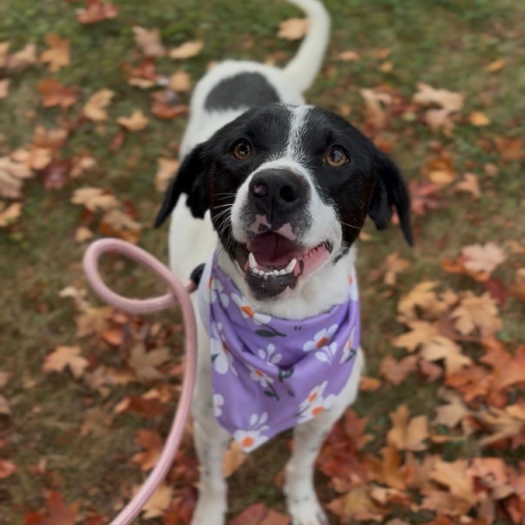 Photo of Hattie, adoptable Chihuahua / Hound in Newberg, Oregon