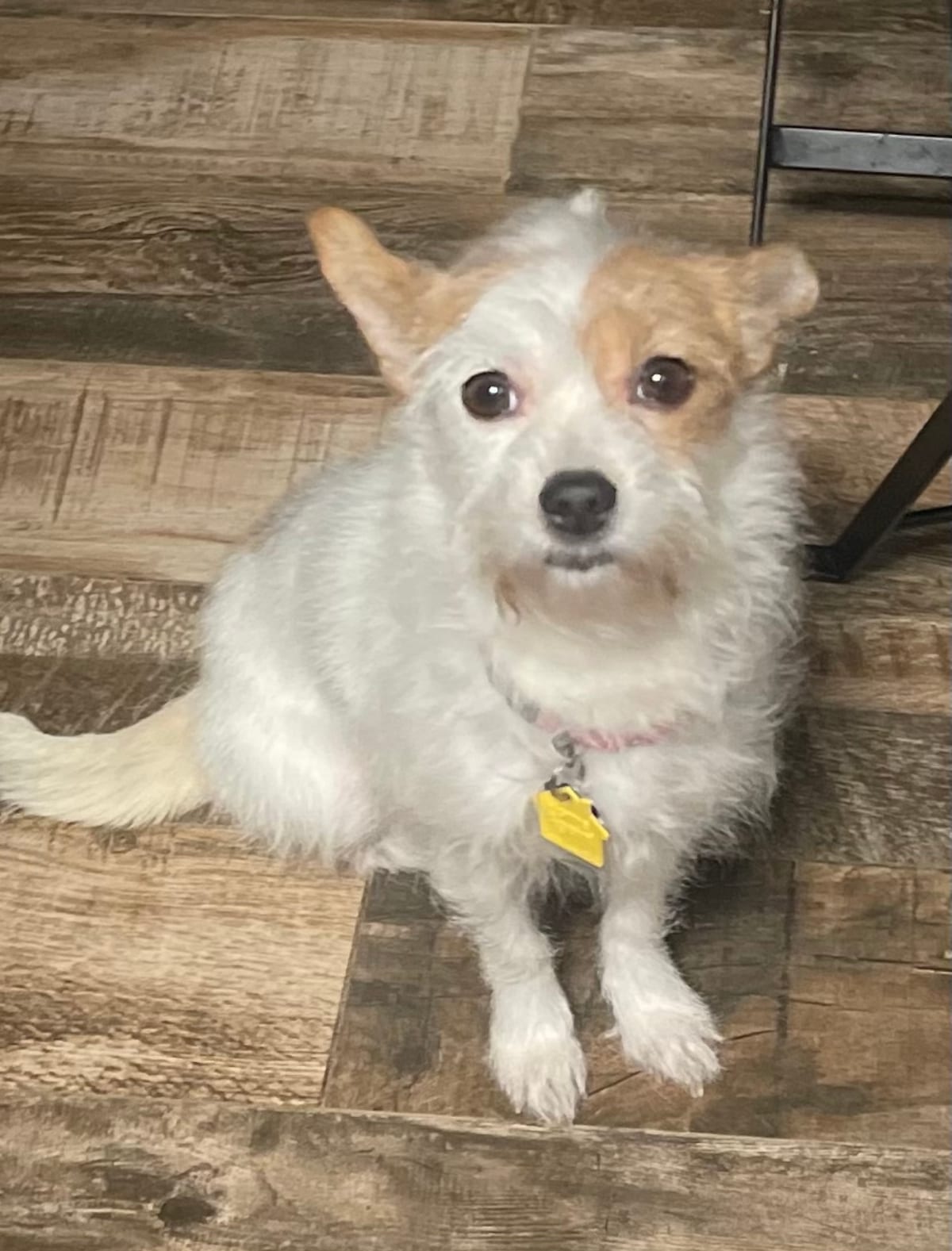 Photo of Terri, adoptable Jack Russell Terrier / Chihuahua in Brooklyn, New York