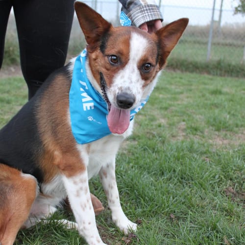 Photo of Argo, adoptable Australian Shepherd in AUSTIN, Minnesota