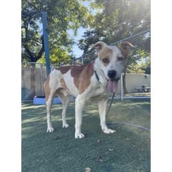 Photo of Godfrey, adoptable American Staffordshire Terrier in Chatsworth, California