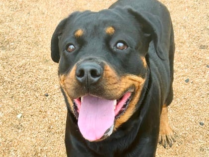 Photo of Mushu, adoptable dog in Georgetown, Texas