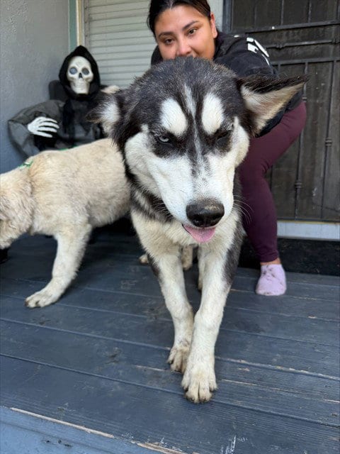 Photo of Wolfie, adoptable Siberian Husky in Fremont, California