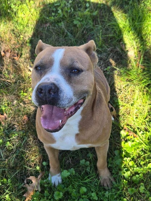 Photo of Brocho - A Total Sweetheart, adoptable American Pit Bull Terrier in Oakhurst, New Jersey