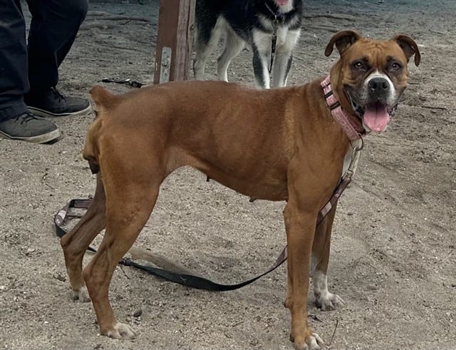 Photo of Senior Boxer, adoptable Boxer in Devore, California
