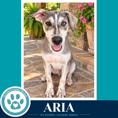 Photo of Aria (Arctic Team) 101726, adoptable Husky in Kimberton, Pennsylvania