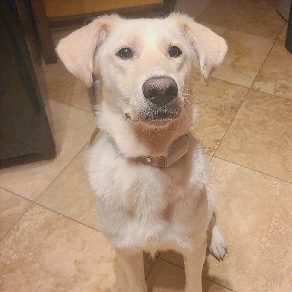 Photo of Coco, adoptable Mixed Breed (Medium)