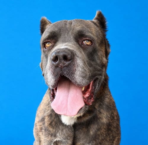 Photo of Fezzik, adoptable Cane Corso Mastiff in Pasadena, California