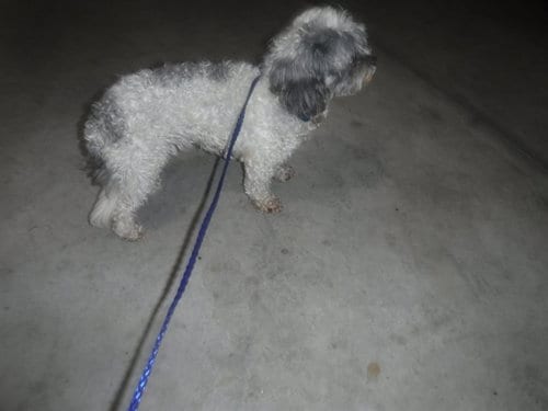 Photo of Hazel, adoptable Shih Tzu in Miami, Florida