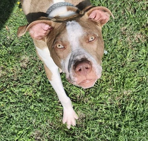 Photo of Tarius, adoptable Pit Bull Terrier in Tulsa, Oklahoma