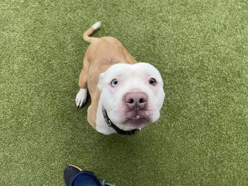 Photo of Celeste, adoptable Pit Bull Terrier in Waco, Texas
