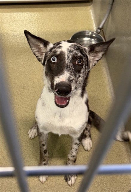 Photo of Unknown, adoptable Australian Shepherd in Rancho Cucamonga, California