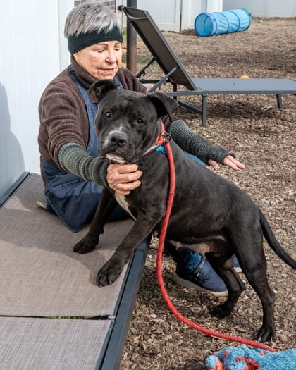 Photo of Pastry, adoptable dog in Chamblee, Georgia
