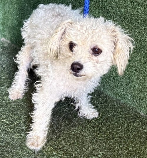 Photo of Joy, adoptable Maltese in Lancaster, California