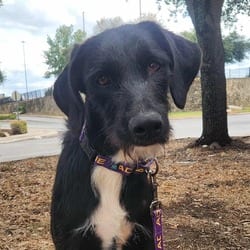 Photo of Karter JuM, adoptable Whippet Terrier (Unknown Type, Medium) in Hartford, Connecticut