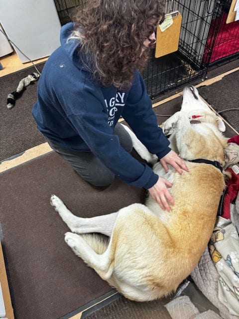 Photo of Davidson, adoptable Maremma Sheepdog in Sequim, Washington