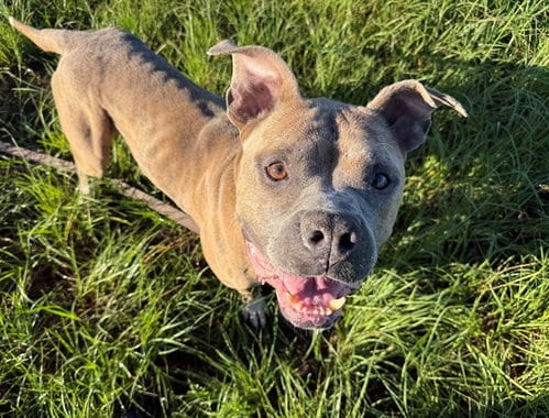 Photo of Spanky, adoptable American Pit Bull Terrier in Ocala, Florida