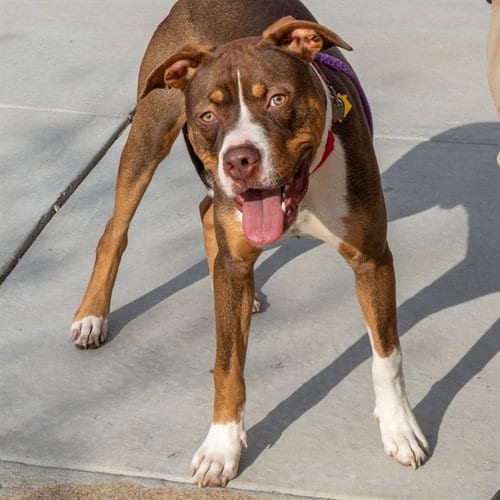 Photo of Jaskier, adoptable Pit Bull Terrier in St Louis, Missouri