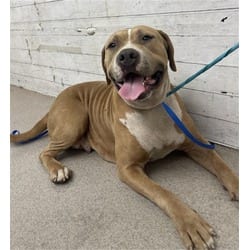 Photo of Pudding, adoptable American Pit Bull Terrier in San Bernardino, California
