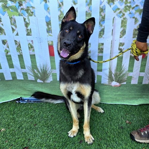 Photo of Yolo, adoptable German Shepherd Dog in Long Beach, California