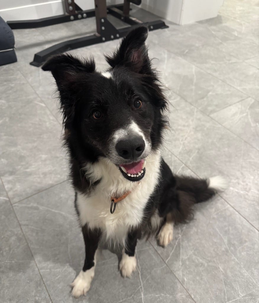 Photo of Sparky, adoptable Border Collie in Texas