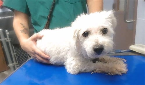 Photo of Tootsie, adoptable Poodle (Miniature) in Phoenix, Arizona