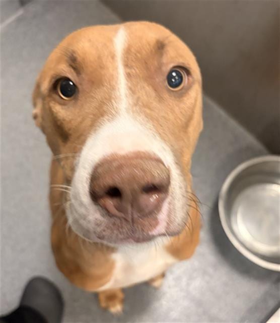 Photo of Fausta, adoptable Mixed Breed