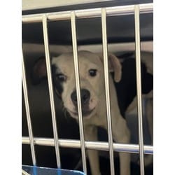Photo of Spruce, adoptable American Pit Bull Terrier in Baton Rouge, Louisiana