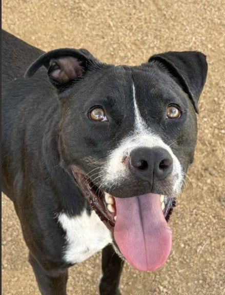 Photo of Max, adoptable Pit Bull Terrier in Killeen, Texas
