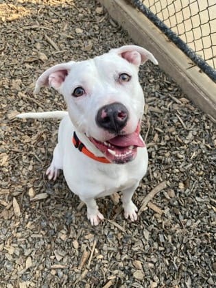Photo of Simone, adoptable dog in Atlanta, Georgia