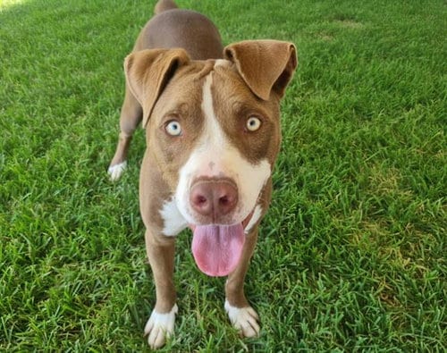Photo of Choco, adoptable American Pit Bull Terrier in Albuquerque, New Mexico