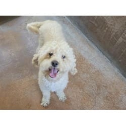 Photo of Scout, adoptable Poodle (Miniature) in Chatsworth, California