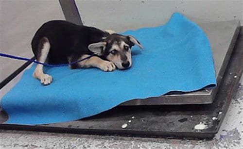 Photo of Aella, adoptable Husky in Houston, Texas