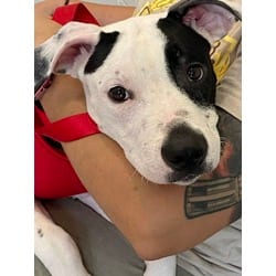 Photo of Jar-Jar Binks, adoptable American Pit Bull Terrier in Baton Rouge, Louisiana