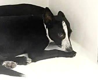 Photo of Senior German Shepherd Dog and Australian Cattle Dog, adoptable German Shepherd Dog and Australian Cattle Dog in Houston, Texas