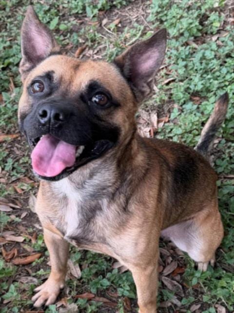 Photo of Rex, adoptable Pug in Texas City, Texas